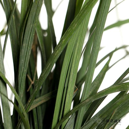 叶材 | 春兰叶（轻微烧尖，尖尖有受损此类情况不售后，介者慎拍） 商品图1