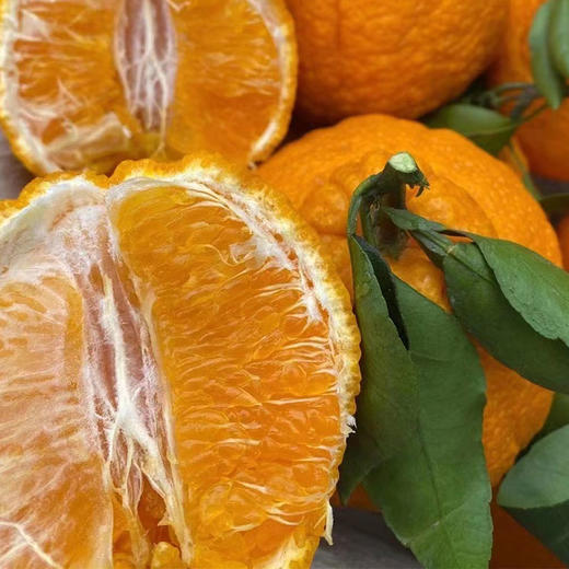 包邮【厂商直发】四川浦江有机不知火丑橘 中大果5斤/8斤 甜蜜多汁 商品图9