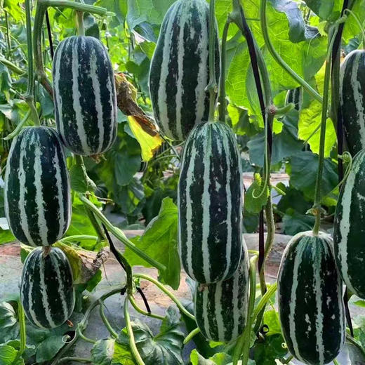 博洋瓜，皮薄肉厚，脆甜多汁，农家肥种植，原产地直供，新鲜采摘，无污染的健康好果！约3斤 商品图3