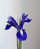 【荷兰进口】紫鸢尾（爱丽丝）约 10支/扎 商品缩略图3