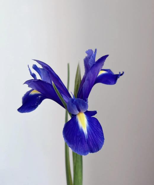 【荷兰进口】紫鸢尾（爱丽丝）约 10支/扎 商品图3