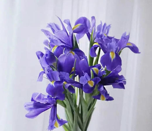 【荷兰进口】紫鸢尾（爱丽丝）约 10支/扎 商品图1