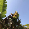 云南老实芭蕉 | 合作农友生产，产自云南元江眷村，生产者：张扬 *【公平贸易农人定价】 商品缩略图6
