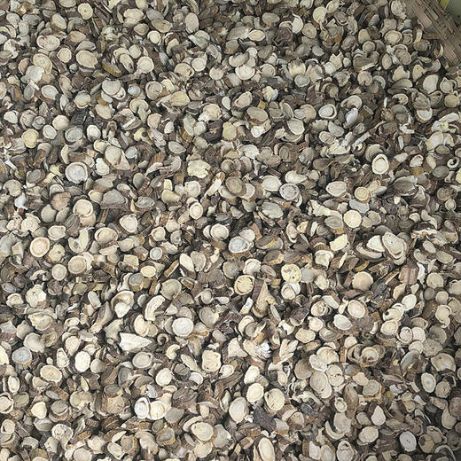 苦参 苦参切片 中大片 商品图1