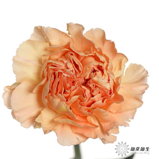 单头康乃馨 | 蒙娜丽莎 商品图0