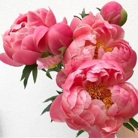 女神节预售德邦包邮国产芍药 | 落日珊瑚【2月28日开始发货，请备注发货时间】