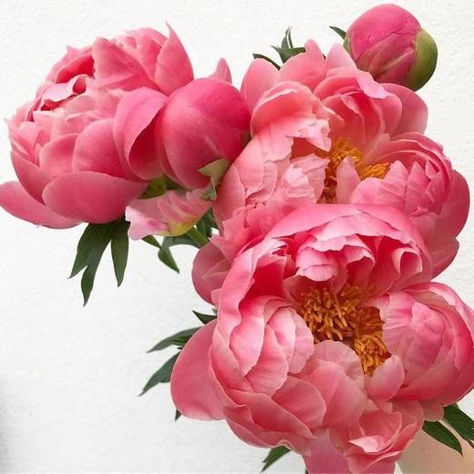 女神节预售国产芍药 | 落日珊瑚【2月28日开始发货，请备注发货时间】 商品图0