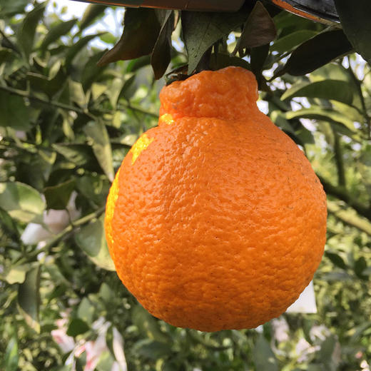 包邮【厂商直发】四川浦江有机不知火丑橘 中大果5斤/8斤 甜蜜多汁 商品图12