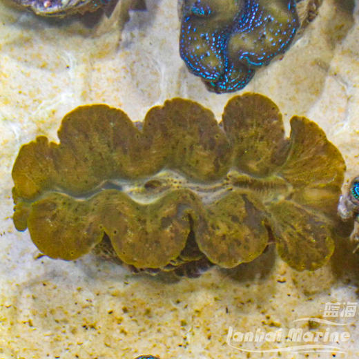 人工番红砗磲-棕色（滤水） 商品图6