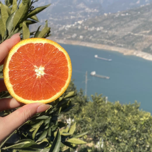 橙色星球 能量血橙 商品图6