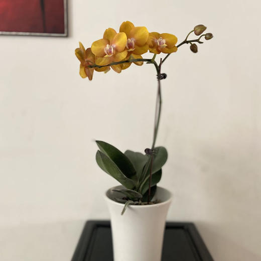 一枝拉斯维加斯 荷兰蝴蝶兰带花盆栽植物 椰块栽培无病菌感染 商品图0