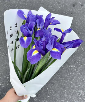 【荷兰进口】紫鸢尾（爱丽丝）约 10支/扎