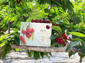 【现摘现发】当季2026大连树熟（美早）樱桃 新鲜 健康 多汁 顺丰空运