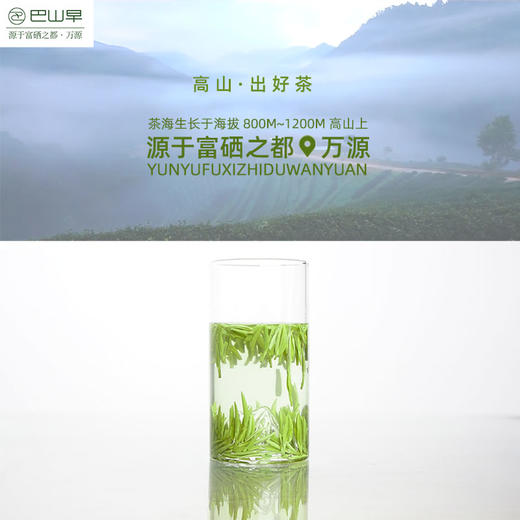 巴山早2024年新茶特级雀舌绿茶千里挑硒茶礼盒4g*32袋/件高山茶叶 商品图5