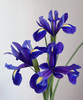 【荷兰进口】紫鸢尾（爱丽丝）约 10支/扎 商品缩略图4