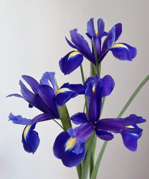 【荷兰进口】紫鸢尾（爱丽丝）约 10支/扎 商品图4