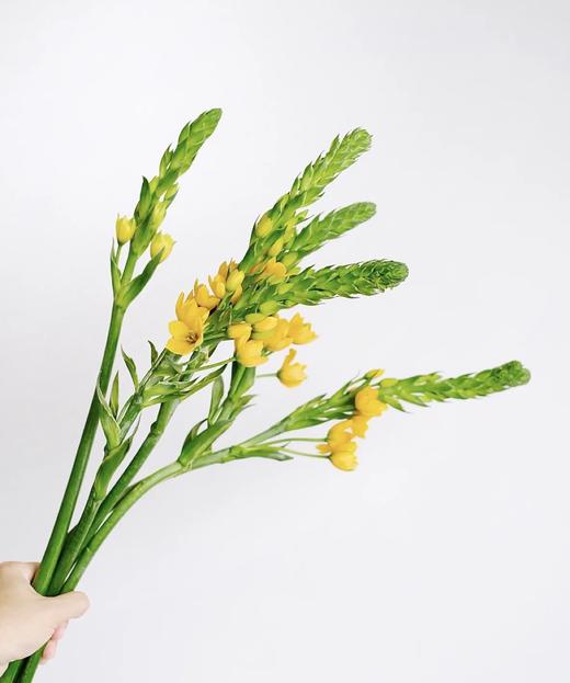 圣心百合  橙色   5枝/扎 商品图3