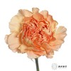 单头康乃馨 | 蒙娜丽莎 商品缩略图3
