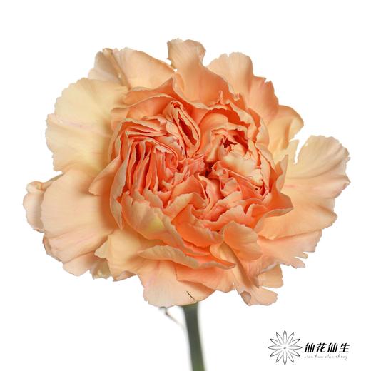 单头康乃馨 | 蒙娜丽莎 商品图3