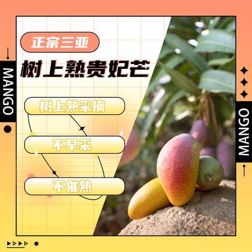 【新鲜上市 现摘现发】海南三亚树上熟贵妃芒 5斤礼盒装 ZB 商品图2