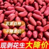 【农人匠心！吉林红皮花生米】产地直供，每一颗都是精挑细选！红润脆香，四粒红五红汤原料五谷杂粮粗粮真空包装红皮花生仁健康特价清仓 商品缩略图0