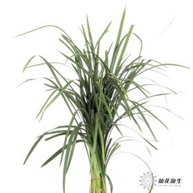 叶材 | 春兰叶（轻微烧尖，尖尖有受损此类情况不售后，介者慎拍）