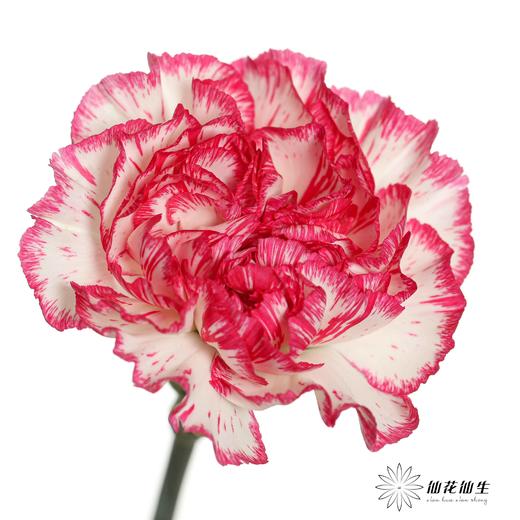 单头康乃馨 | 小白兔 商品图1