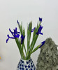 【荷兰进口】紫鸢尾（爱丽丝）约 10支/扎 商品缩略图5