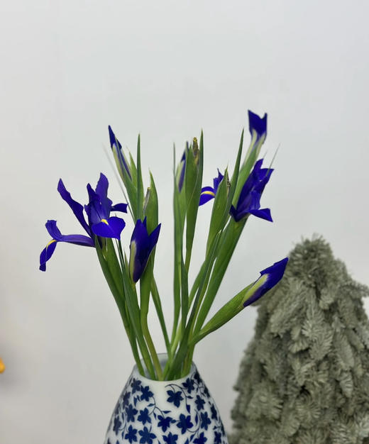 【荷兰进口】紫鸢尾（爱丽丝）约 10支/扎 商品图5