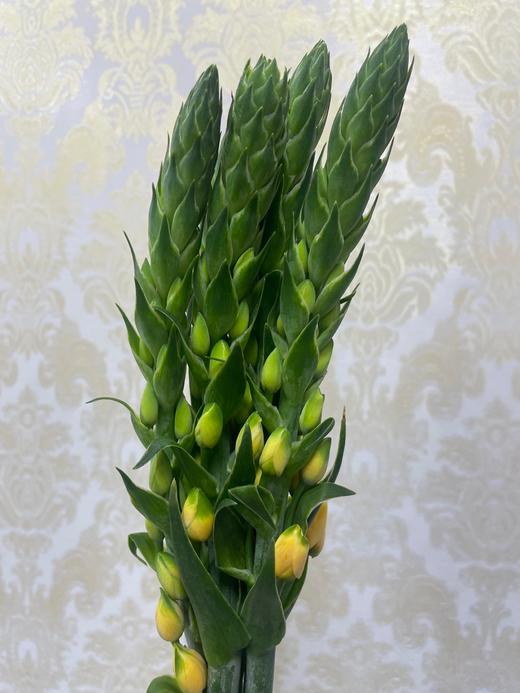 圣心百合  橙色   5枝/扎 商品图4