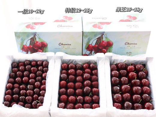 【现摘现发】当季2026大连树熟（美早）樱桃 新鲜 健康 多汁 顺丰空运 商品图7