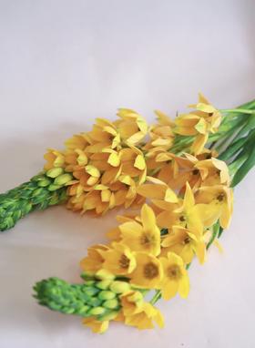 圣心百合  橙色   5枝/扎