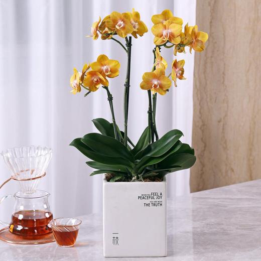 一枝拉斯维加斯 荷兰蝴蝶兰带花盆栽植物 椰块栽培无病菌感染 商品图1