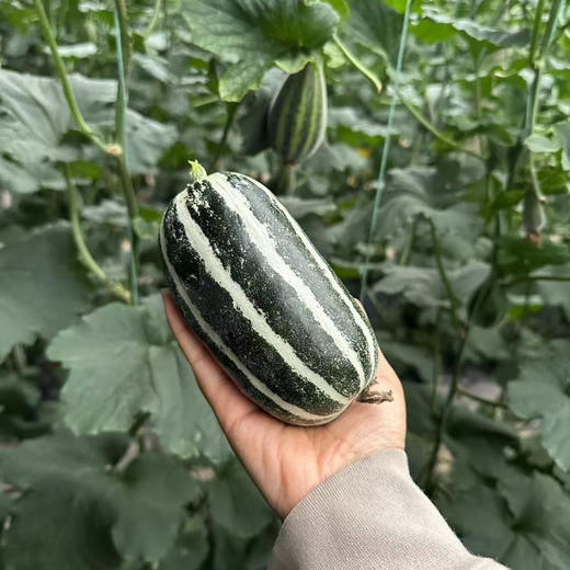 博洋瓜，皮薄肉厚，脆甜多汁，农家肥种植，原产地直供，新鲜采摘，无污染的健康好果！约3斤 商品图2