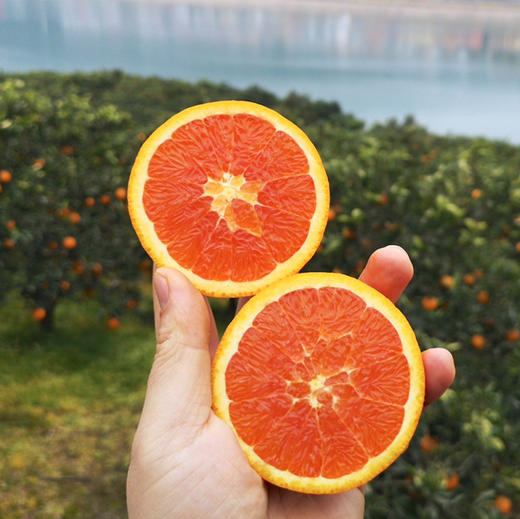 橙色星球 能量血橙 商品图4