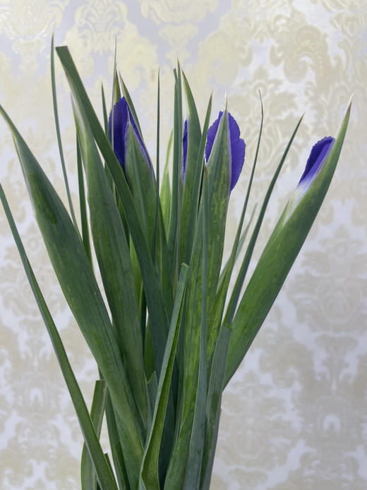 【荷兰进口】紫鸢尾（爱丽丝）约 10支/扎 商品图7