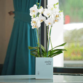 一枝多佛 荷兰蝴蝶兰带花盆栽植物 椰块栽培无病菌感染