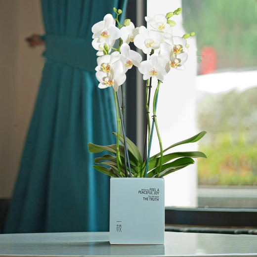 一枝多佛 荷兰蝴蝶兰带花盆栽植物 椰块栽培无病菌感染 商品图0