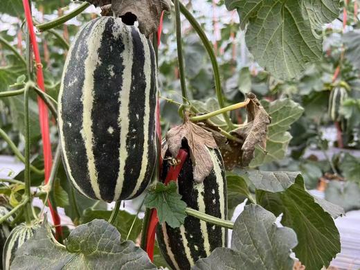 XZG-博洋九号香瓜 3斤+-0.2/份～18元 ，香甜脆嫩 商品图1