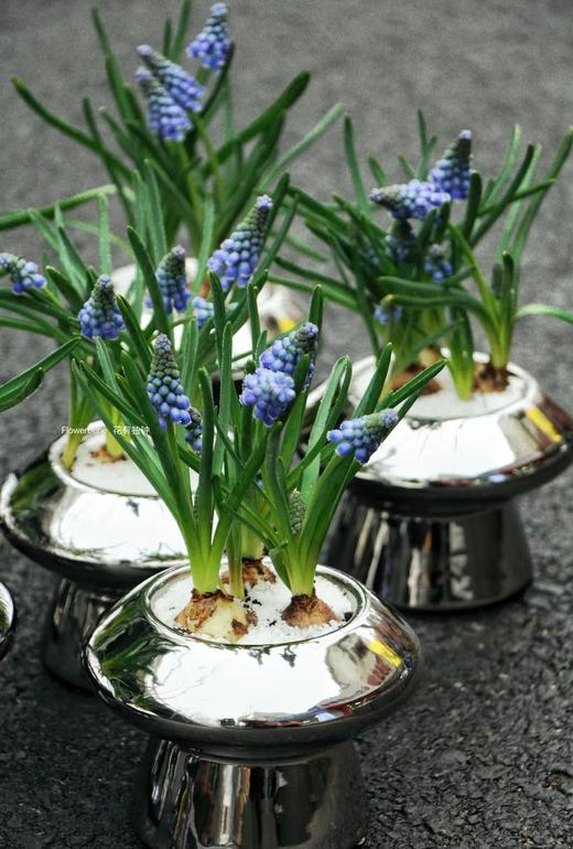 【周四秒杀】葡萄风信子盆栽59.8元 商品图2