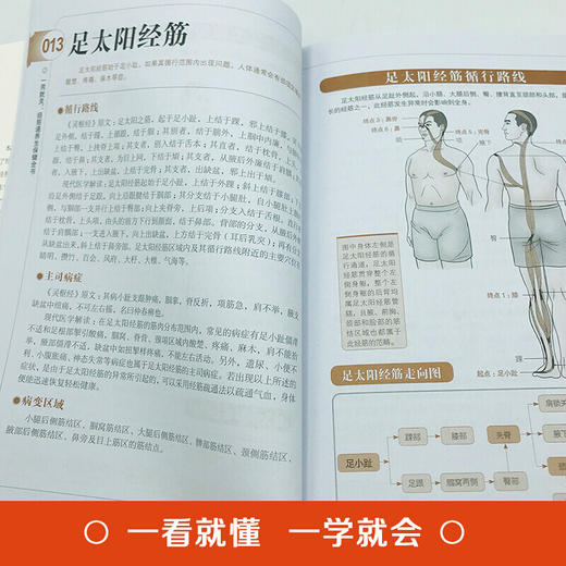 【9.9元包邮】彩色图解 一用就灵经筋通养生保健全书 调理人体经络穴位图特效穴位奇经八脉推拿按摩书入门教程手法艾灸疗法中医养生大全治病书 商品图2