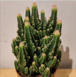 【绿植】多肉-万重山 商品图0