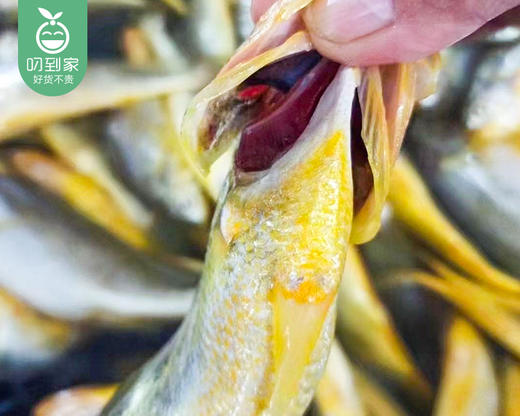 宁德冰鲜野化小黄花鱼（已杀）/1份（3-4条，共约350-400g） 商品图3
