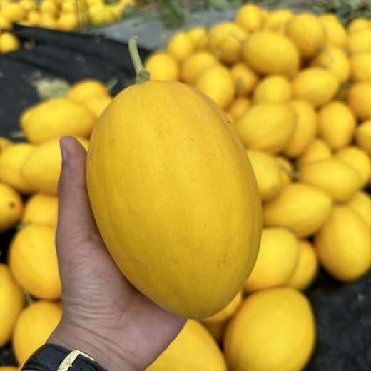 【海南金美人蜜瓜】肉质细嫩  果汁充足   5斤装 商品图2