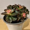 【绿植】多肉-黑巧克力 商品缩略图0