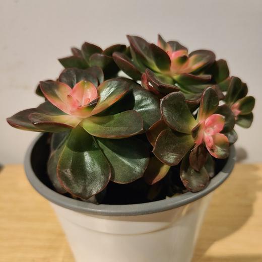 【绿植】多肉-黑巧克力 商品图0