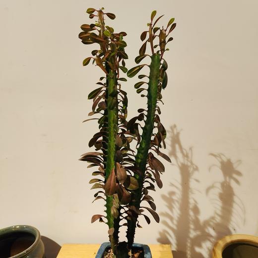 【绿植】多肉-龙骨 商品图1