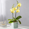 一枝菲拉拉 荷兰蝴蝶兰带花盆栽植物 椰块栽培无病菌感染 商品缩略图0