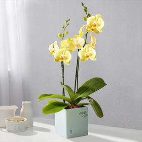 一枝菲拉拉 荷兰蝴蝶兰带花盆栽植物 椰块栽培无病菌感染