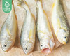宁德冰鲜野化小黄花鱼（已杀）/1份（3-4条，共约350-400g） 商品缩略图4